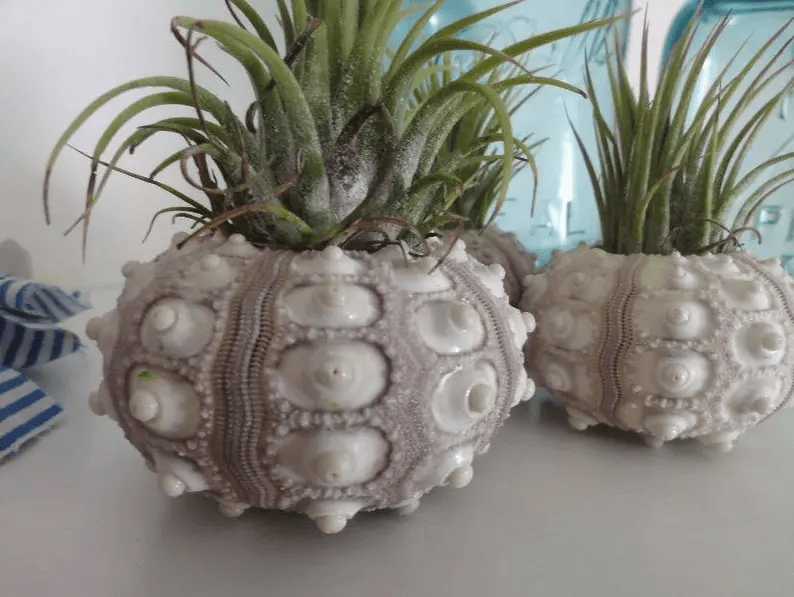 Air Plant Sea Urchin