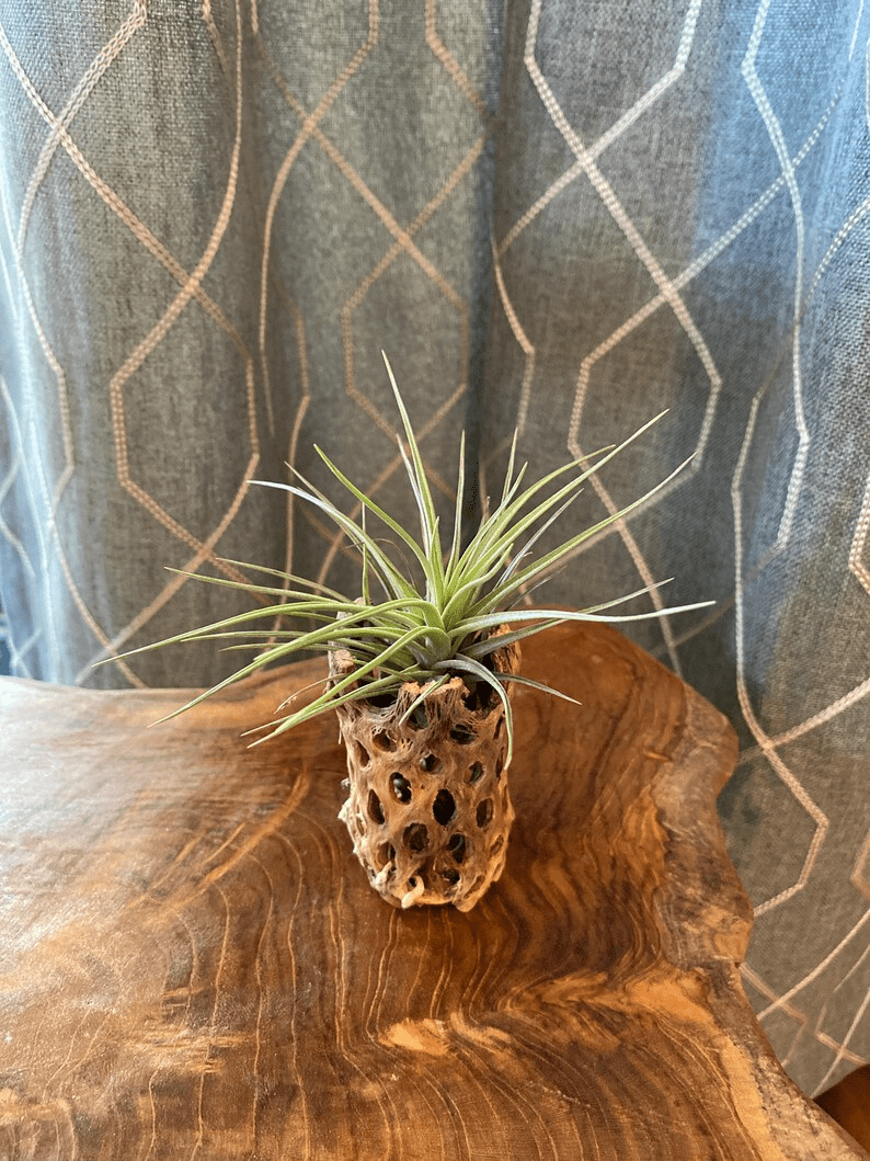 Unique Air Plant Holder