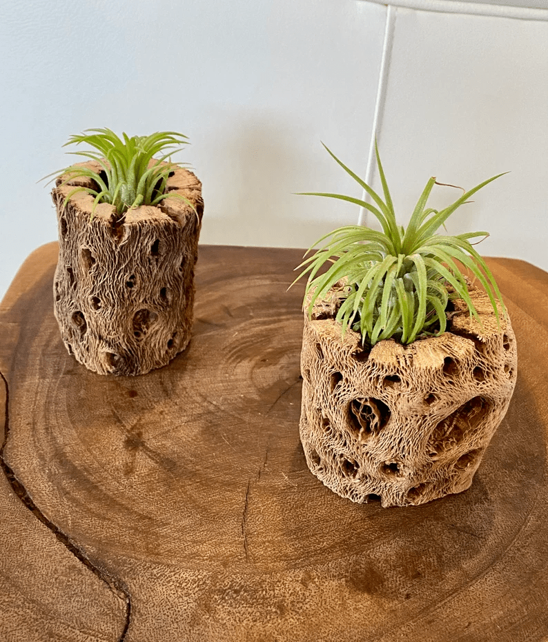 Unique Air Plant Holder 