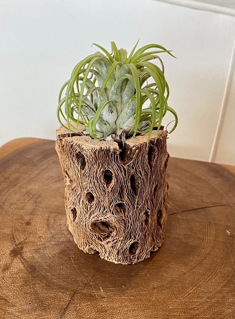 Air Plant Holder, Ionantha, Air Plant Display