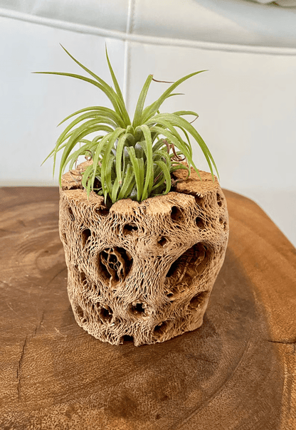 Air Plant Tillandsia single plant with boho holder