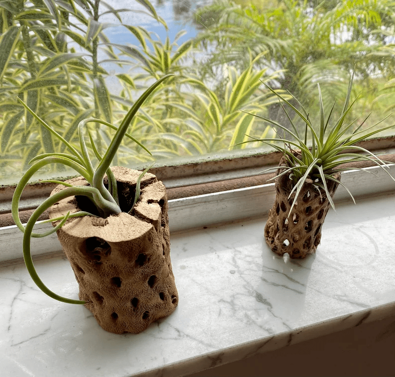 air plant gift ideas, plant decor