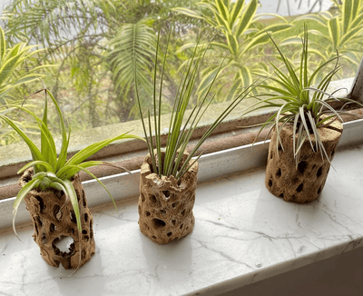 Unique Air Plant Holder 