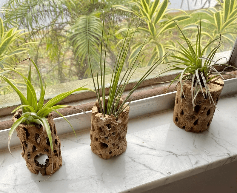 Add a touch of natural beauty with our Air Plant Holder