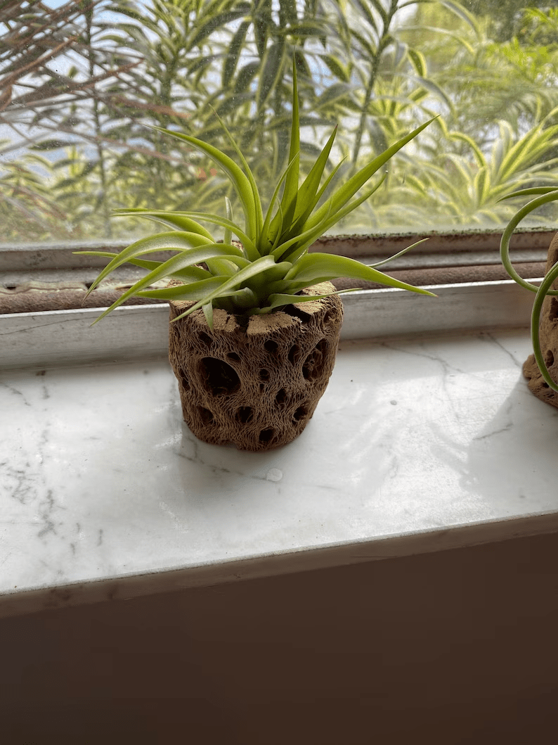 airplant, tillandsia, green, plant, indoor plant