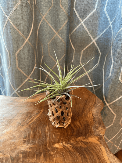 Unique Air Plant Holder 
