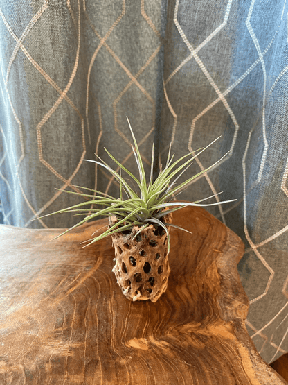 airplant with wood holder